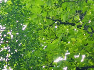 beautiful botanical shot, natural wallpaper. Various trees in the village