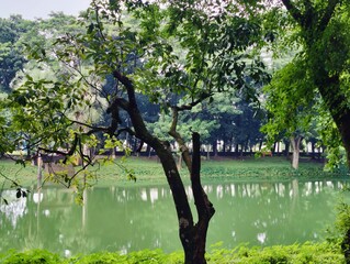 Lush vibrant forest with dense greenery and towering trees in serene atmosphere