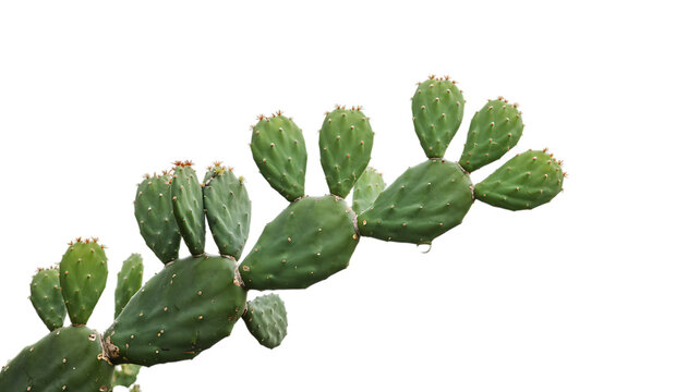 Green prickly pear cactus pads with new growth against a black background