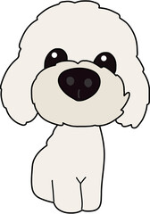 강아지 대두 푸들