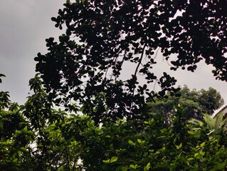 beautiful botanical shot, natural wallpaper. Various trees in the village