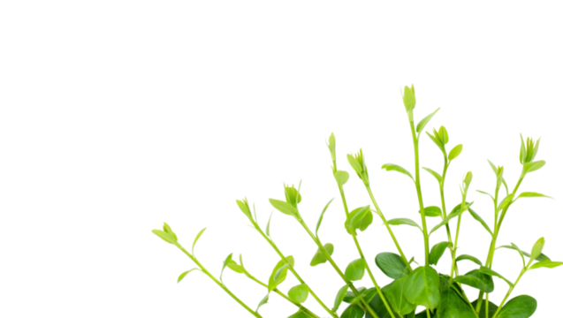 Vibrant New Growth: A cluster of lively green plants flourishes, their fresh leaves reaching out. A serene, botanical image to capture the essence of nature.