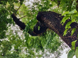 Lush vibrant forest with dense greenery and towering trees in serene atmosphere