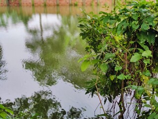 A tranquil lake reflecting the surrounding greenery, enclosed by dense, verdant forest. The peaceful nature scene evokes serenity and calmness, making it ideal for nature, travel, and relaxation conce