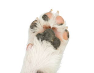 A close-up view of a dog's paw featuring fur, pads, and claws, highlighting the texture and shape of the paw.