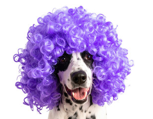 A dog with a playful expression wearing a vibrant purple curly wig, showcasing its fun and unique personality.