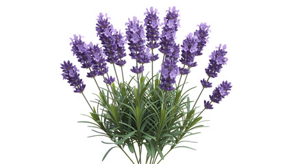 Obraz premium A vibrant bunch of purple lavender flowers with green leaves against a black background