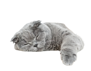 A fluffy cat is peacefully sleeping, stretched out with its paw extended, showcasing its relaxed demeanor.