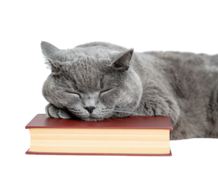 A gray cat peacefully sleeps with its head resting on a closed book.