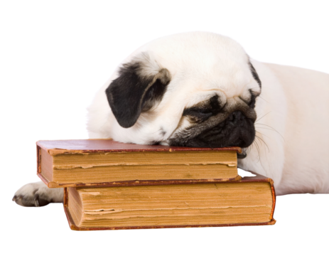 A sleeping pug rests its head on a stack of vintage books, showcasing a cozy and scholarly demeanor.