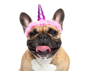A smiling dog wearing a unicorn-themed headband, showcasing a playful and whimsical appearance.