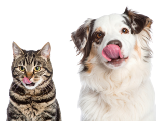 A playful cat and dog, both licking their lips, showcasing their unique expressions and personalities.