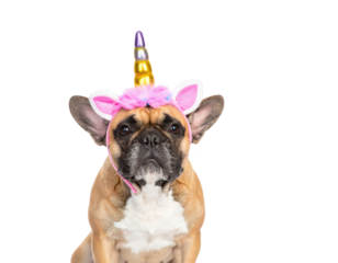 A dog wearing a colorful unicorn headband, showcasing a playful and whimsical appearance.