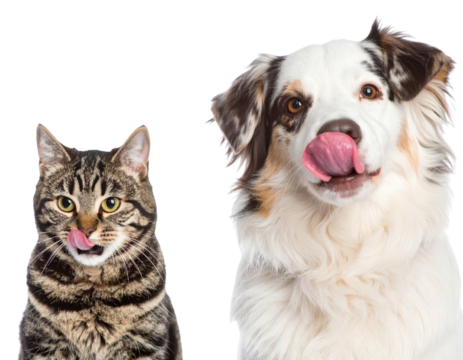 A playful cat and dog, both licking their lips, showcasing their unique expressions and personalities.