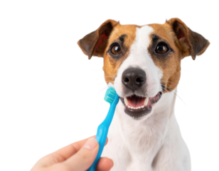 A smiling dog with a toothbrush in its mouth, suggesting playful dental care.