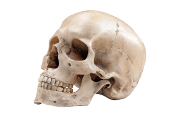 A skull is shown on a white background