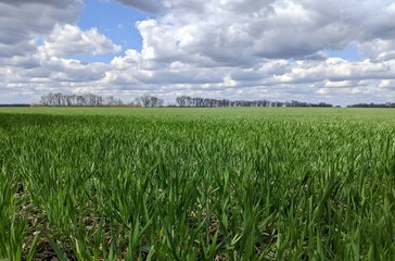 Unlimited green fields stretching to the horizon. Above them, white clouds float like fluffy sheep. It is a landscape that breathes peace and hope