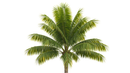 A vibrant green palm tree with lush fronds against a stark black background