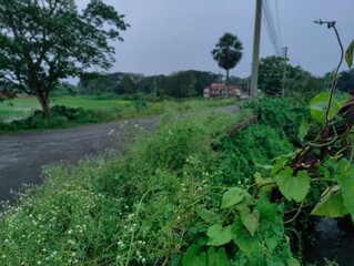 Green landscape with green  grassy field and lush surrounding foliage