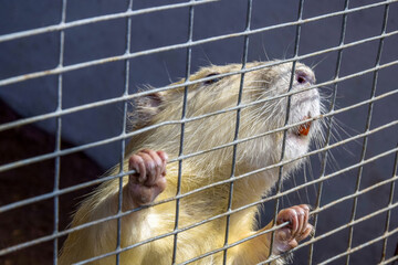 Myocastor coypus on farm. Nutria at zoo. Close-up.