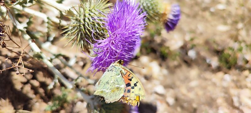 The photo shows the beautiful Pearl butterfly pandora (Argynnis pandora) sitting on a purple thistle flower.