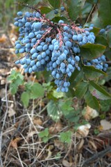 Ripe blue berries of Oregon grape with glossy green leaves, photographed in a garden.