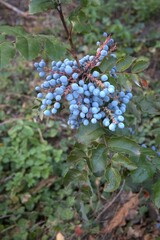 Ripe blue berries of Oregon grape with glossy green leaves, photographed in a garden.