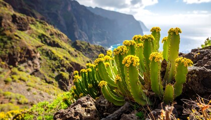 Mountainside cactus blooms in bright sunlight