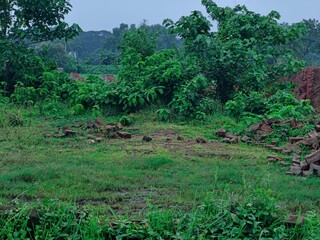 Green landscape with green  grassy field and lush surrounding foliage