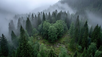 Misty forest canopy, aerial view