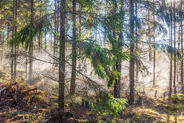 Spruce forest with sunbeams in the autumn mist