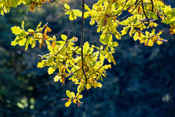 Oak tree branch in sunshine at autumn