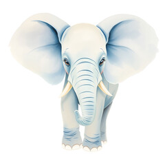 African elephant - Loxodonta africana female. Animals isolated on white background. African elephant - Loxodonta africana female. Animals isolated on white background.