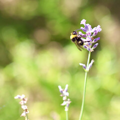 A close-up of a bumblebee gathering nectar from a purple lavender flower against a soft, green background.