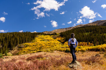 Fototapeta premium Where Aspens Turn Gold: A female tourist enjoys a scenic fall road trip through Colorado.