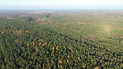 Sunrise over a forest in autumn season