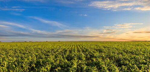 Green corn field with a radiant sunset over the horizon, capturing agricultural growth and the beauty of rural landscape.