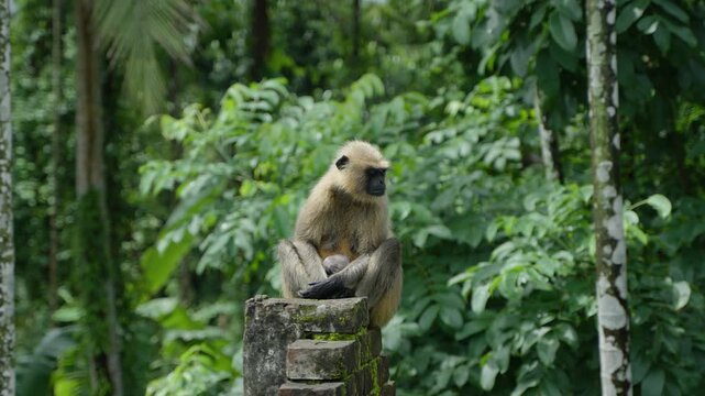 Hanuman is sitting on the wall.