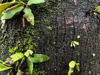green moss on tree trunk