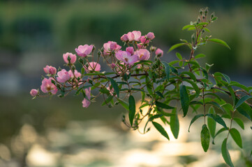 Pink wild rose flowers blooming at sunset
