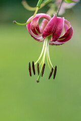 Close-up of blooming Turk's cap lily with curled pink petals