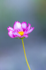 Single pink cosmos flower in soft focus with blue background