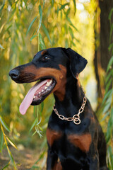 Doberman dog sits near a willow tree