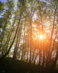 Sunlight filtering through the tall birch trees in a lush green forest, creating a serene and...