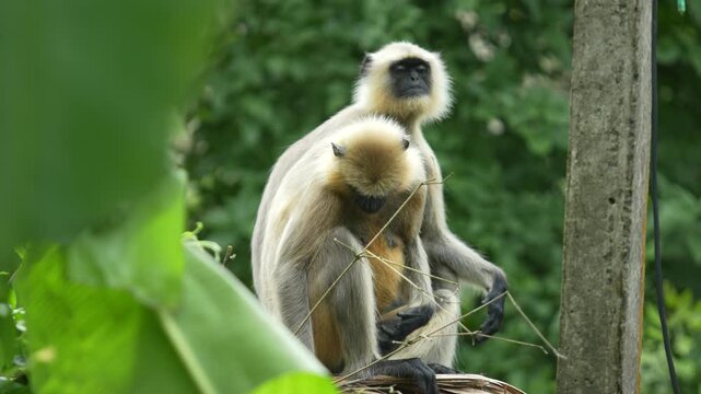 Hanuman is sitting on the wall.