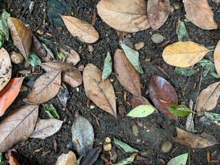 autumn leaves background