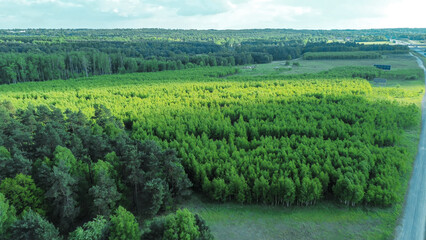 Natural forest landscape supporting biodiversity