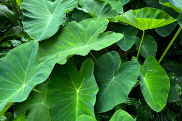 green leaves background