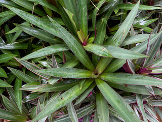 aloe vera plant in garden