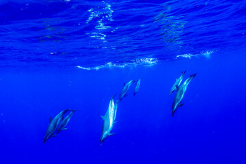 A graceful pantropical spotted dolphin glides through the deep blue waters of the Pacific Ocean...
